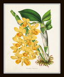 Yellow Orchid Print Set No. 1