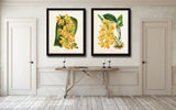 Yellow Orchid Print Set No. 1