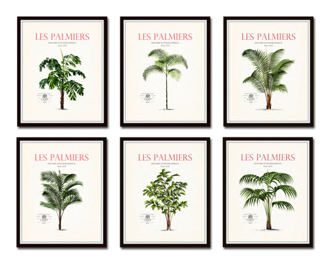 Vintage French Palm Tree Print Set No. 12