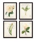 French Botanical Collage Print Set No. 3