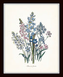 Fleurs de Jardin Botanical Print Set No. 12