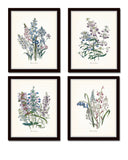 Fleurs de Jardin Botanical Print Set No. 12