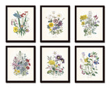 Fleurs de Jardin Botanical Print Set No. 15