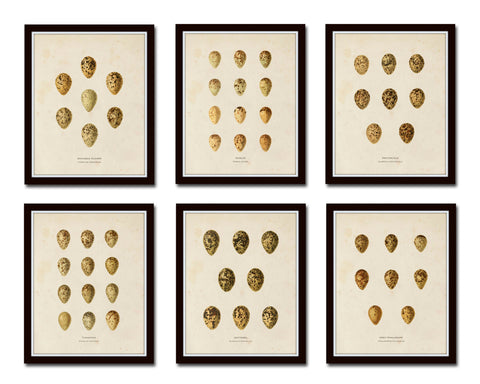 Bird Eggs Print Set No. 1