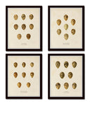 Bird Eggs Print Set No. 2