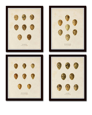 Bird Eggs Print Set No. 2