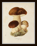 Mushroom Vegetable Art Print Set No. 2