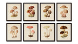 Mushroom Vegetable Art Print Set No. 1