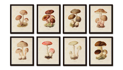 Mushroom Vegetable Art Print Set No. 1