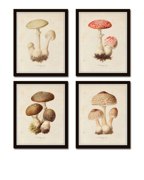 Mushroom Vegetable Art Print Set No. 3