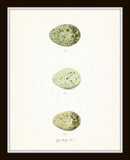 Vintage Egg Study Print Set