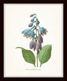 Blue Botanical Print Set No. 7 - Fine Art Giclee Prints