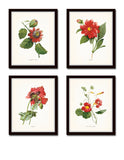 Red Redoute Floral Botanical Print Set No. 5