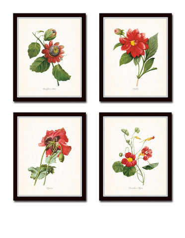Red Redoute Floral Botanical Print Set No. 5