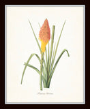 Tropical Botanical Print Set No. 7
