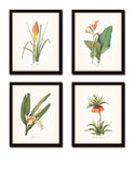 Tropical Botanical Print Set No. 7