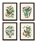 Antique Moths Print Set No. 1