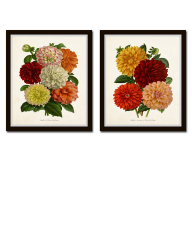 Antique French Dahlias Print Set No. 1