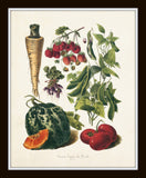 French Vegetable Print Set No. 5