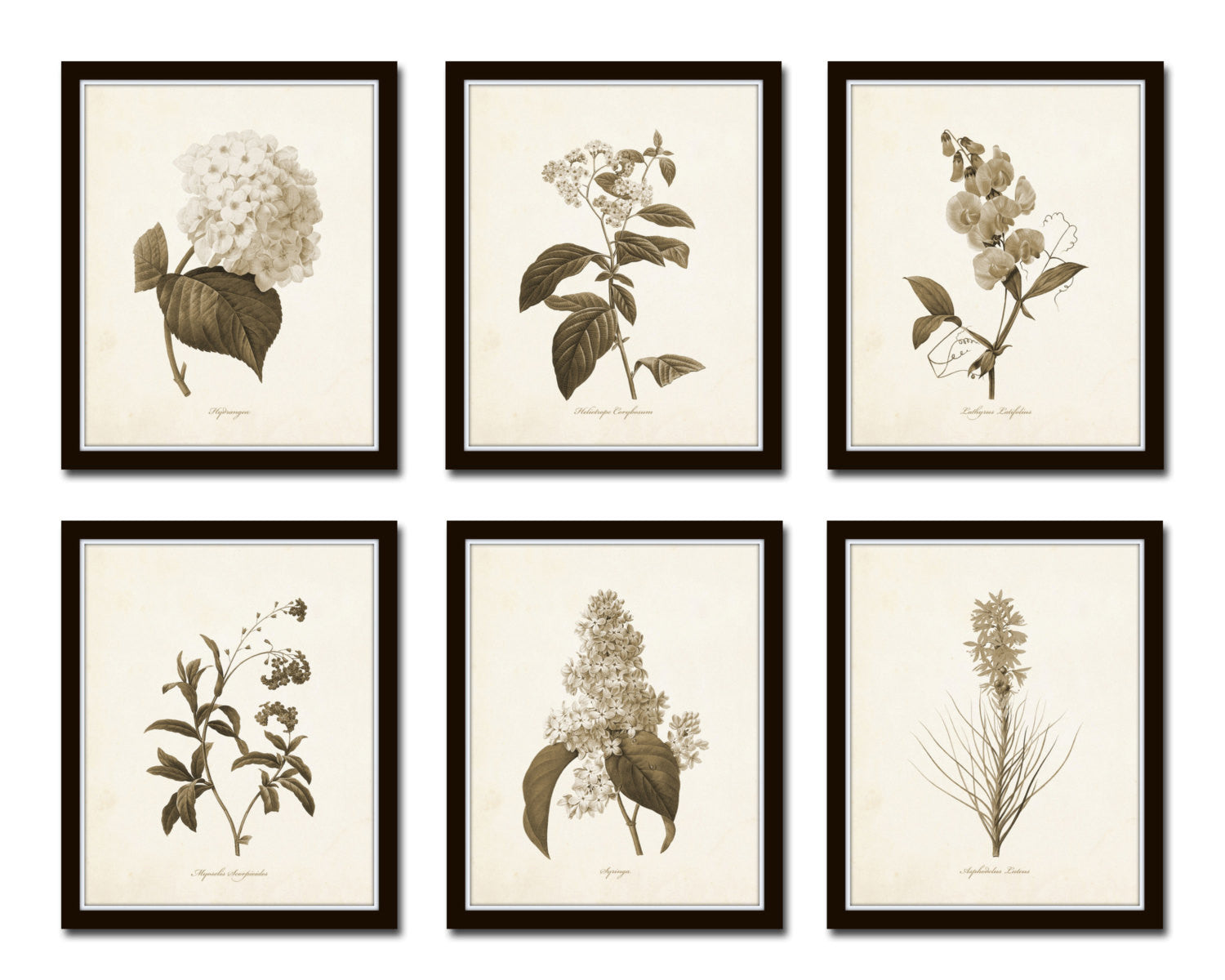 BOTANICAL ART 【import品】 Botanical Print Set No. 27, Blue Flowers, Giclee, Art Prints