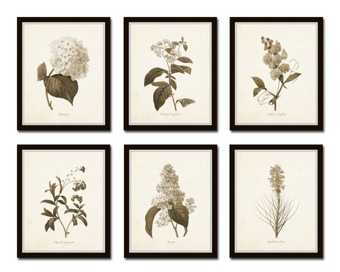 Sepia Flowers Botanical Print Set No.1