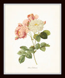 Redoute Roses Botanical Print Set No. 10