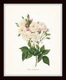Redoute Roses Botanical Print Set No. 10