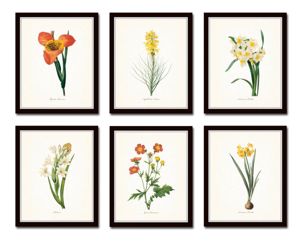 Botanical Garden Floral Print Set No. 16