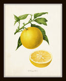 Antique French Oranges Print Set No. 2