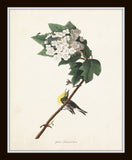 Audubon Birds Print Set No. 24