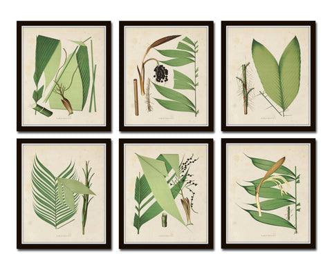 Palm Fronds Print Set No. 2