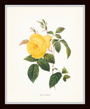 Redoute Roses Floral Botanical Print Set No. 22