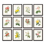 Redoute Roses Floral Botanical Print Set No. 22