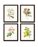 Redoute Roses Floral Botanical Print Set No. 6