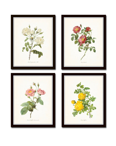 Redoute Roses Floral Botanical Print Set No. 6