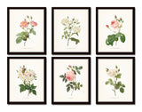 Redoute Roses Floral Botanical Print Set No. 5