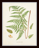 British Ferns Print Set No. 25