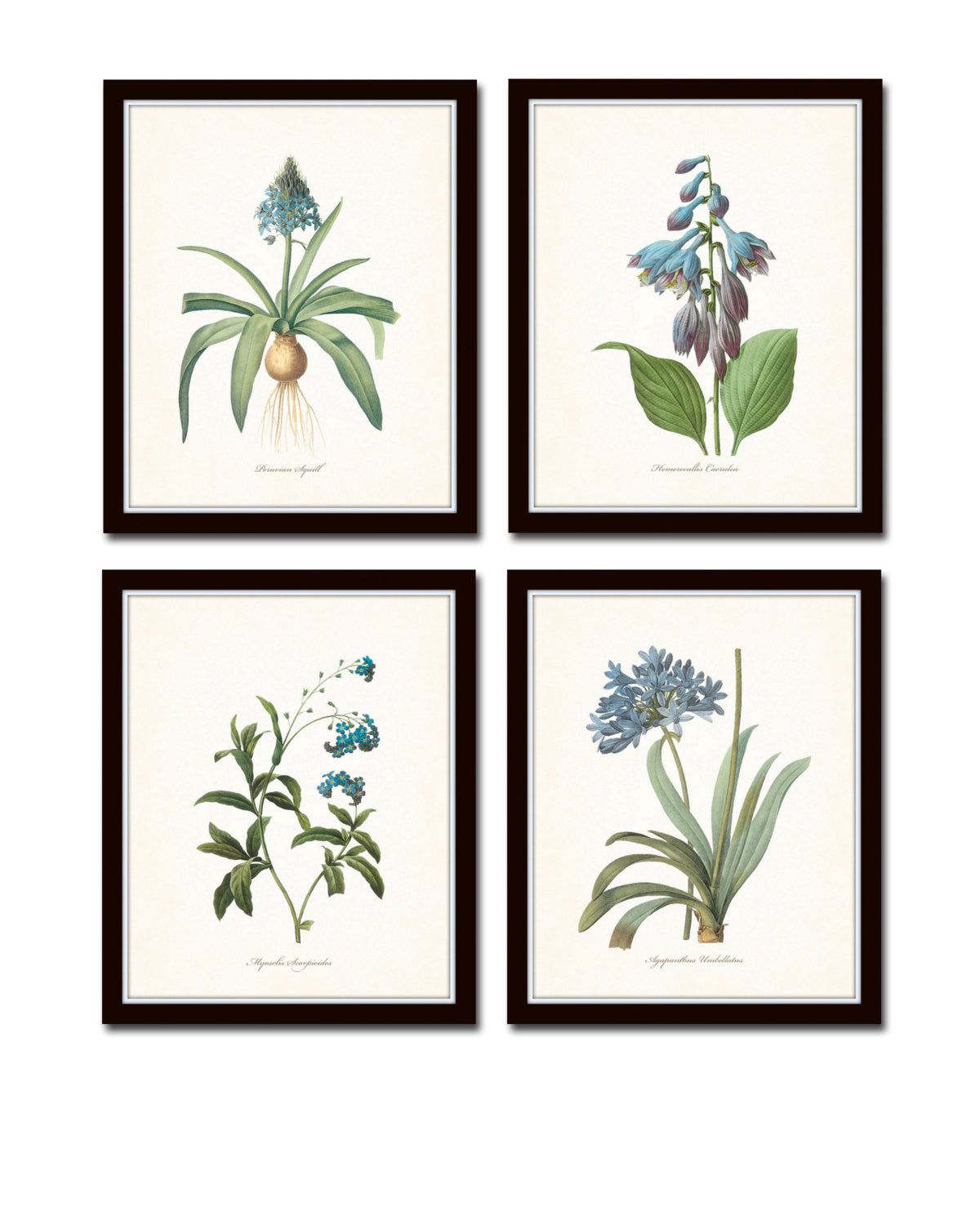 BOTANICAL ART 【import品】 Amazon.com: Orchid Botanical Illustration, Ernst Haeckel