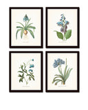 Blue Botanical Print Set No. 7 - Fine Art Giclee Prints