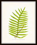 Vintage Ferns Print Set No. 1 - Botanical Prints