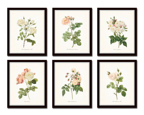 Redoute Roses Botanical Print Set No. 10