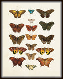 Vintage Butterfly Print Set No. 1