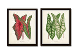 Tropical Leaves Botanical Print Set No. 5