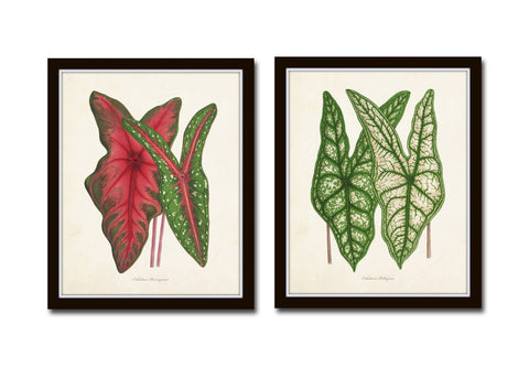 Tropical Leaves Botanical Print Set No. 5