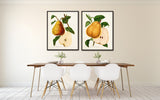 French Pears Botanical Print Set