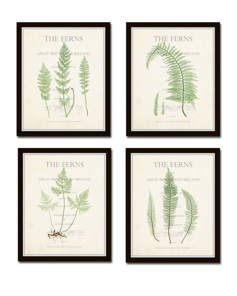 Vintage Ferns Collage Print Set No. 3
