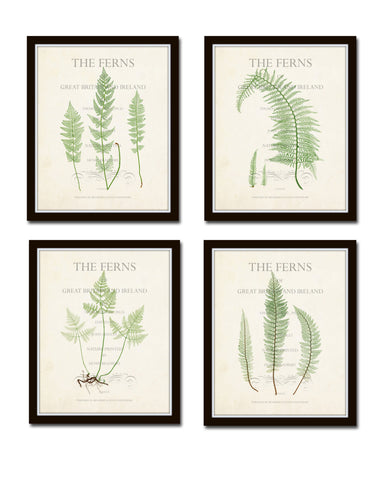 Vintage Ferns Collage Print Set No. 3