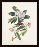 Audubon Birds Print Set No. 24