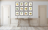 Antique Redoute Fruit Prints Set No 4