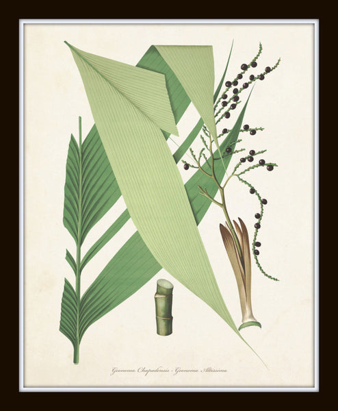 Palm Fronds Print Set No. 1 – BelleBotanica